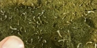 first instar silkworms on silk worm chow 