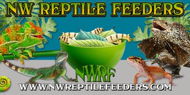 Northwest Reptile feeders original banner with lizards around a bowel of hornworms and silkworms