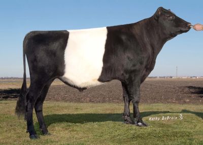 A black and white cow standing on grass.