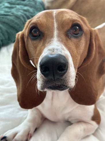 Close-up of a brown and white dog with big ears.