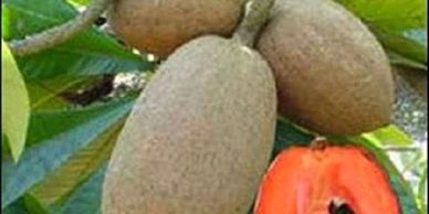 Está fruta exótica tarda un año en madurar es muy preciada en los pobladores de Amatitán 