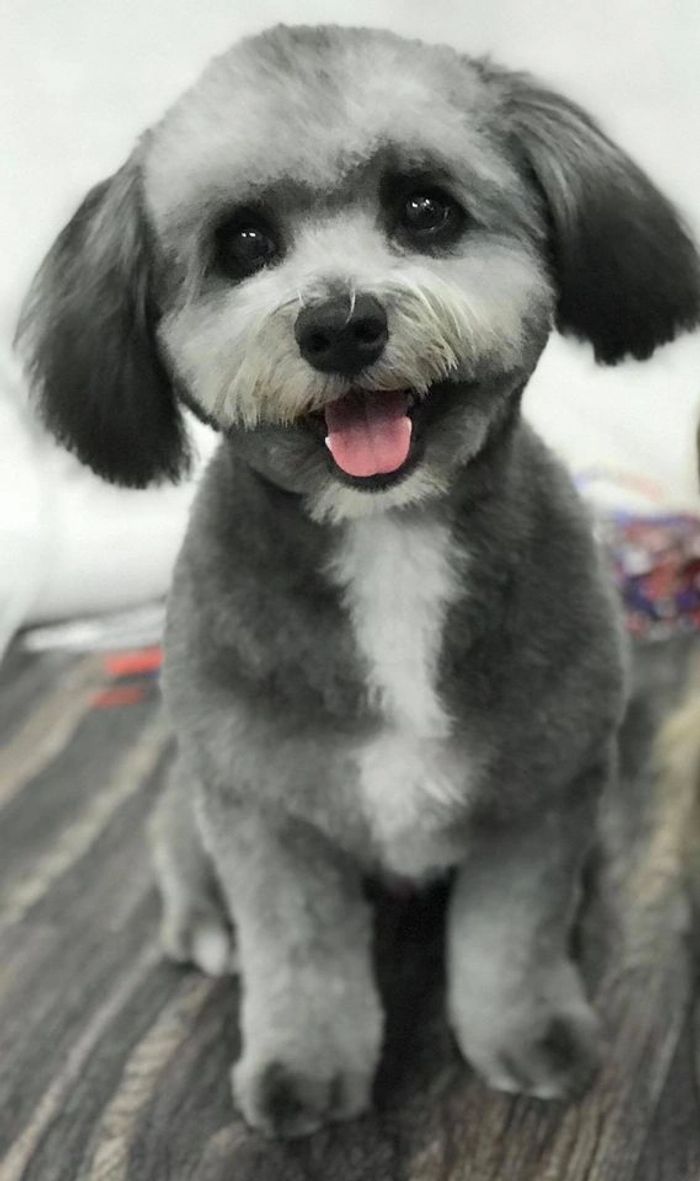 The New York Groomer - Pet Grooming, Pet Store, Holistic ...