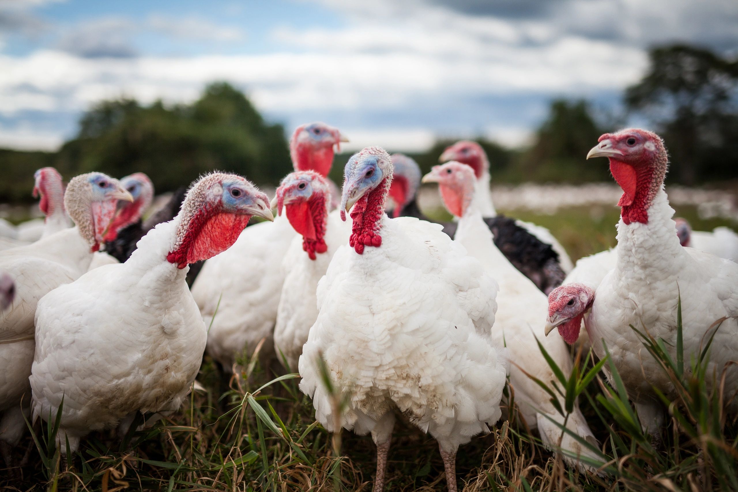 A flock of white turkeys outdoors.