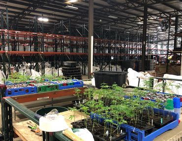 Buy Bulk CBD Flower Best Delta 8 Distributors Largest CBD Flower Supplier