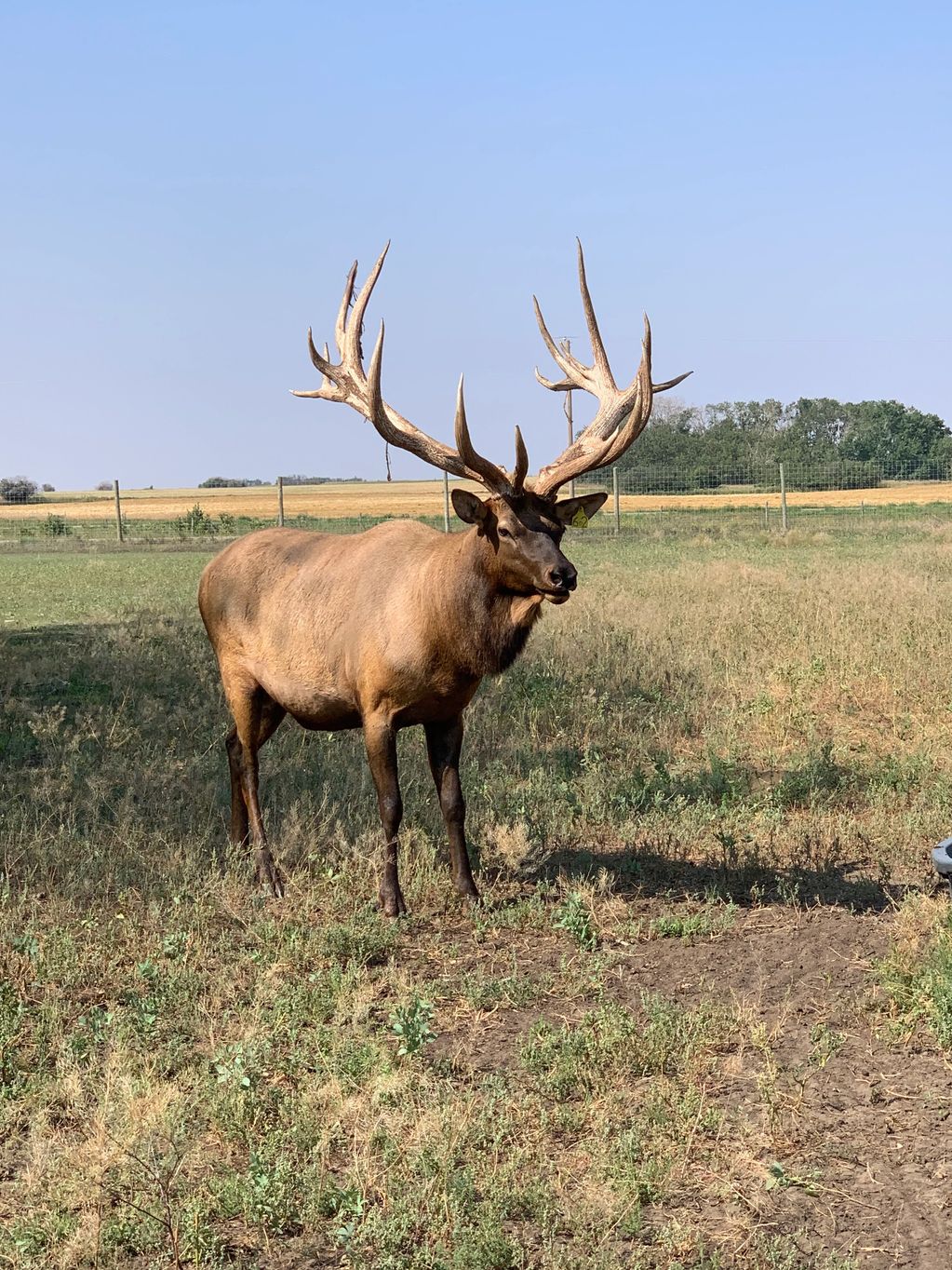 Bull elk with huge antlers in summer pasture