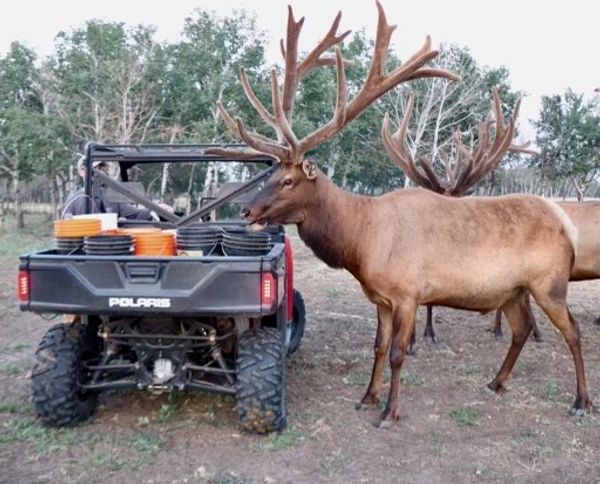 Northern Plains Elk trophy elk bull eating oats from a side by side