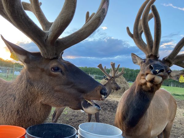 Northern Plains Elk typical trophy hunt bulls eating and making silly faces