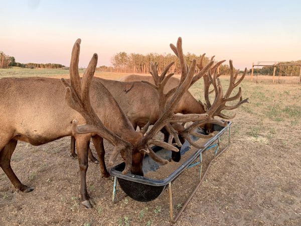 Northern Plains Elk trophy hunt bulls eating oats from a trough 