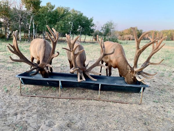 Northern Plains Elk hunt bulls with huge antlers eating from a trough 