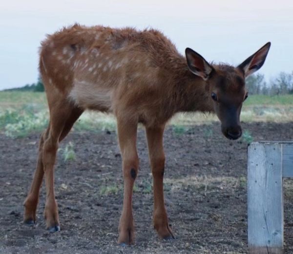 Days old elk calf at Northern Plains Elk with spots. 