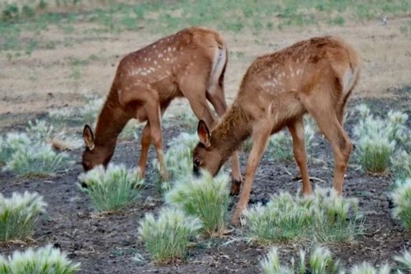 Two new elk calves premium genetics at Northern Plains elk eating in the pasture 