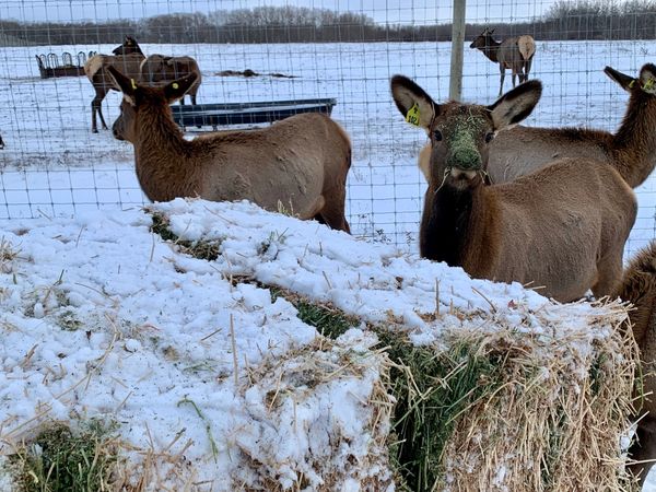 Northern Plains Elk calves enjoying alfalfa