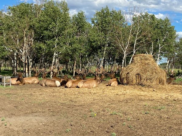 Group of Northern Plains Elk trophy record hunt bulls laying in the sun in the pasture