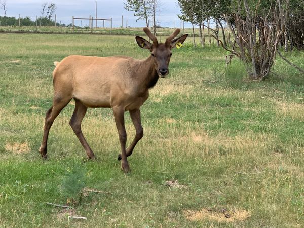 Northern Plains Elk yearling bull calf with first antlers just starting to grow in. 