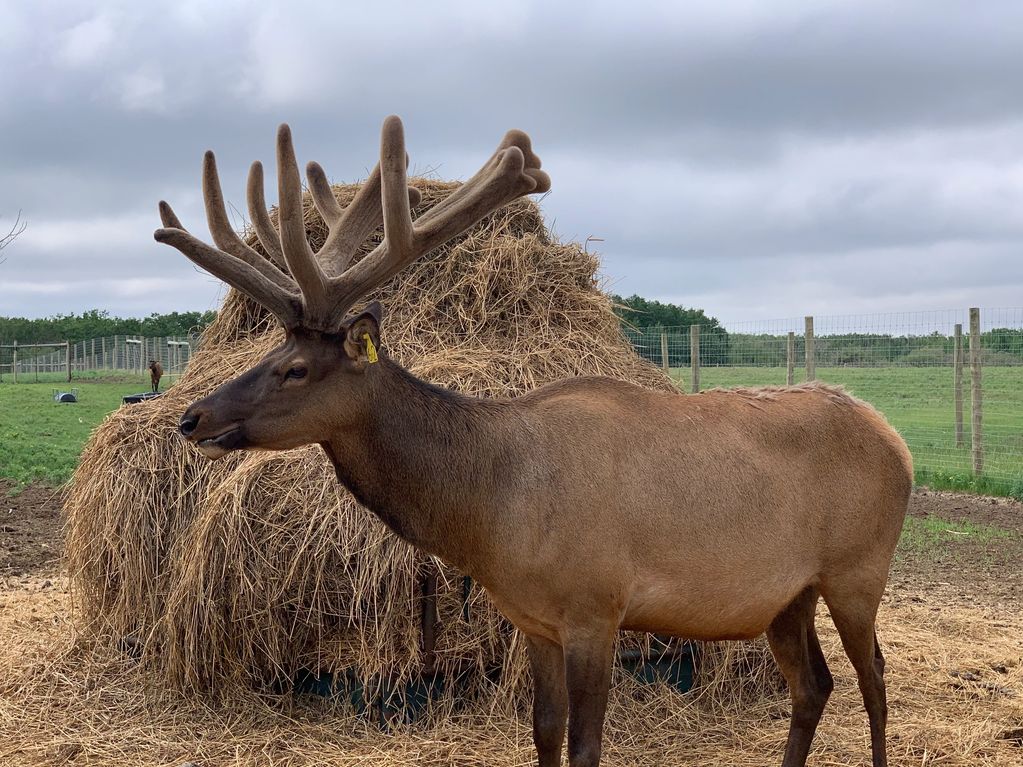 Northern Plains Elk Trophy typical bull elk in velvet antler 