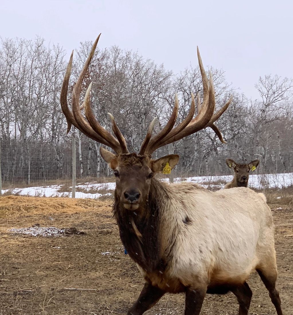 Northern Plains Elk Breeding trophy typical elk bull standing in a winter pasture. 