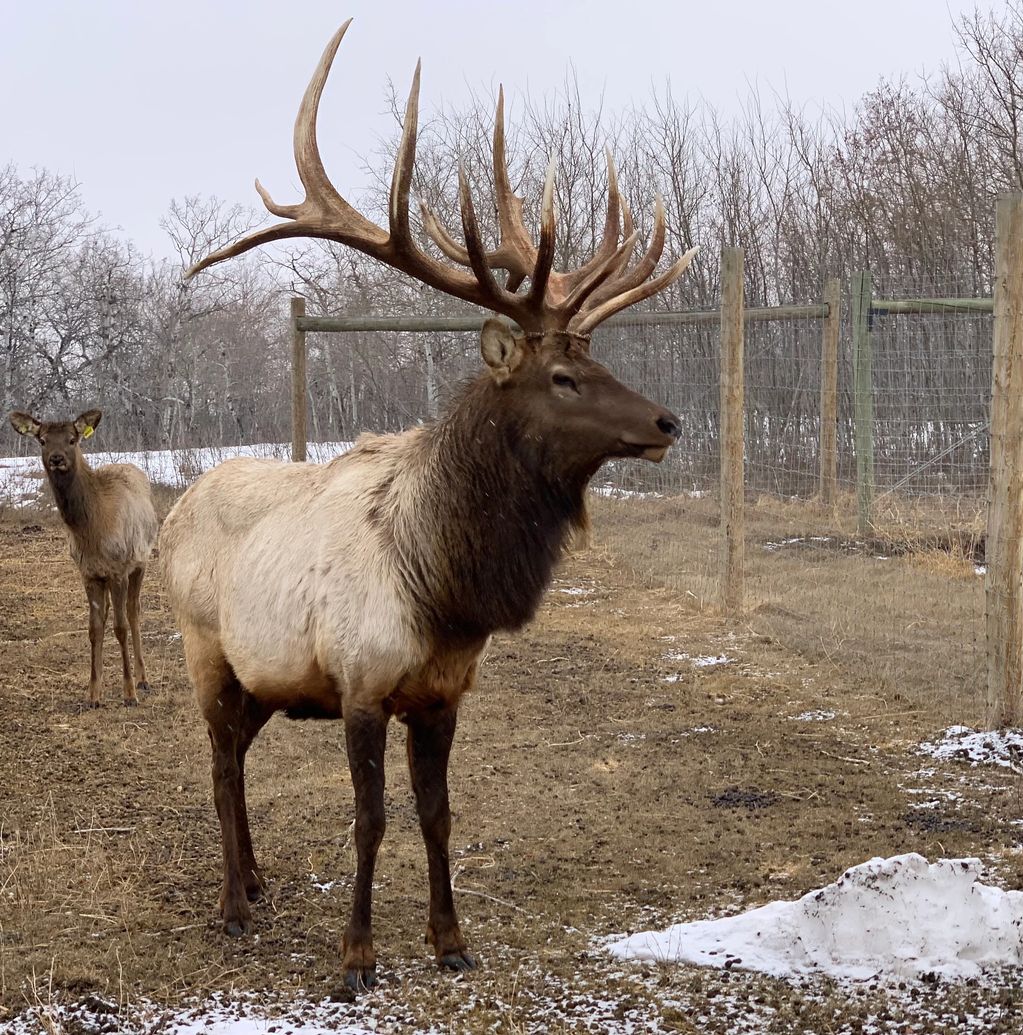 Northern Plains Elk trophy bull elk breeding stock hunt bull with massive antlers in winter 