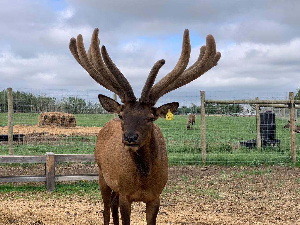 Northern Plains Elk Trophy bull elk in velvet antler breeding bull