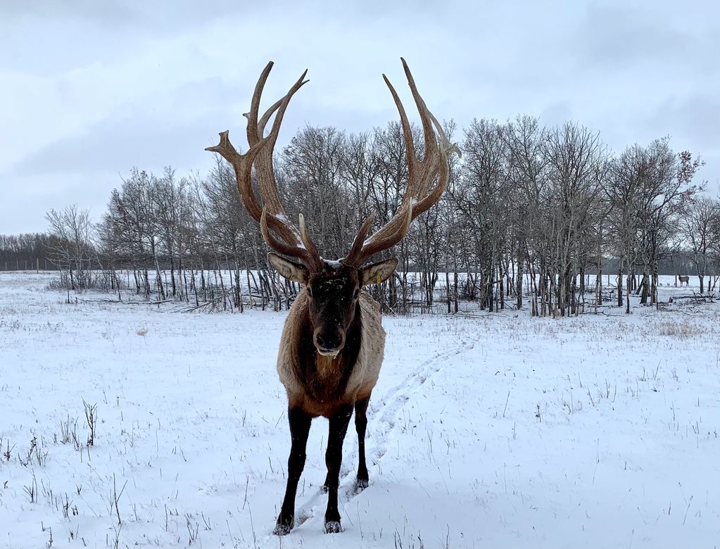 Trophy Northern Plains Elk bull facing camera in snow. 