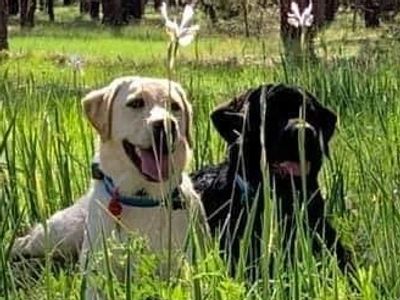 Pure Breed, Low Shed, Yellow, White, Chocolate, or Black AKC Lab Puppies for Sale in Charlotte, NC. 