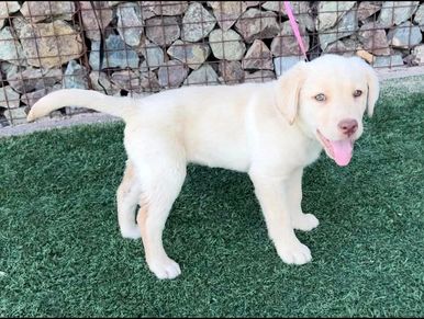 English American Yellow Black Chocolate AKC Lab Puppies for Sale in Charlotte, NC