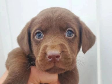 English American Yellow Black Chocolate AKC Lab Puppies for Sale in Charlotte, NC