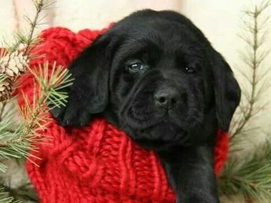 English American Yellow Black Chocolate AKC Lab Puppies for Sale in Charlotte, NC