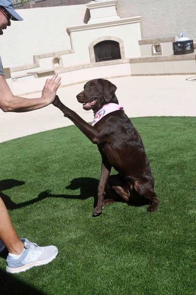 Black, Chocolate, Yellow Low Shed English Labrador Retriever Puppies for Sale in Charlotte, NC