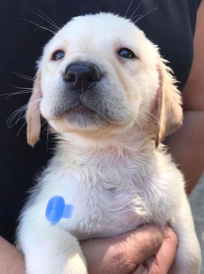 Yellow Chocolate Black Pure Breed English American AKC Low Shed Lab Puppies for Sale in Charlotte NC