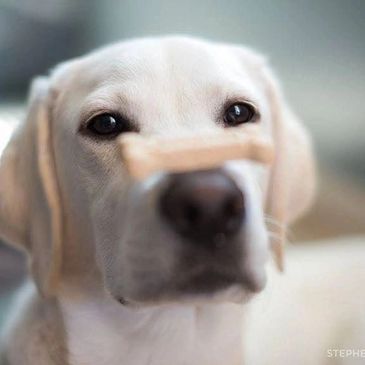 What it takes to maintain a healthy & happy puppy for your Low Shed Pure Breed AKC Lab Puppy