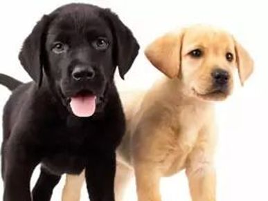 English American Yellow Black Chocolate AKC Lab Puppies for Sale in Charlotte, NC