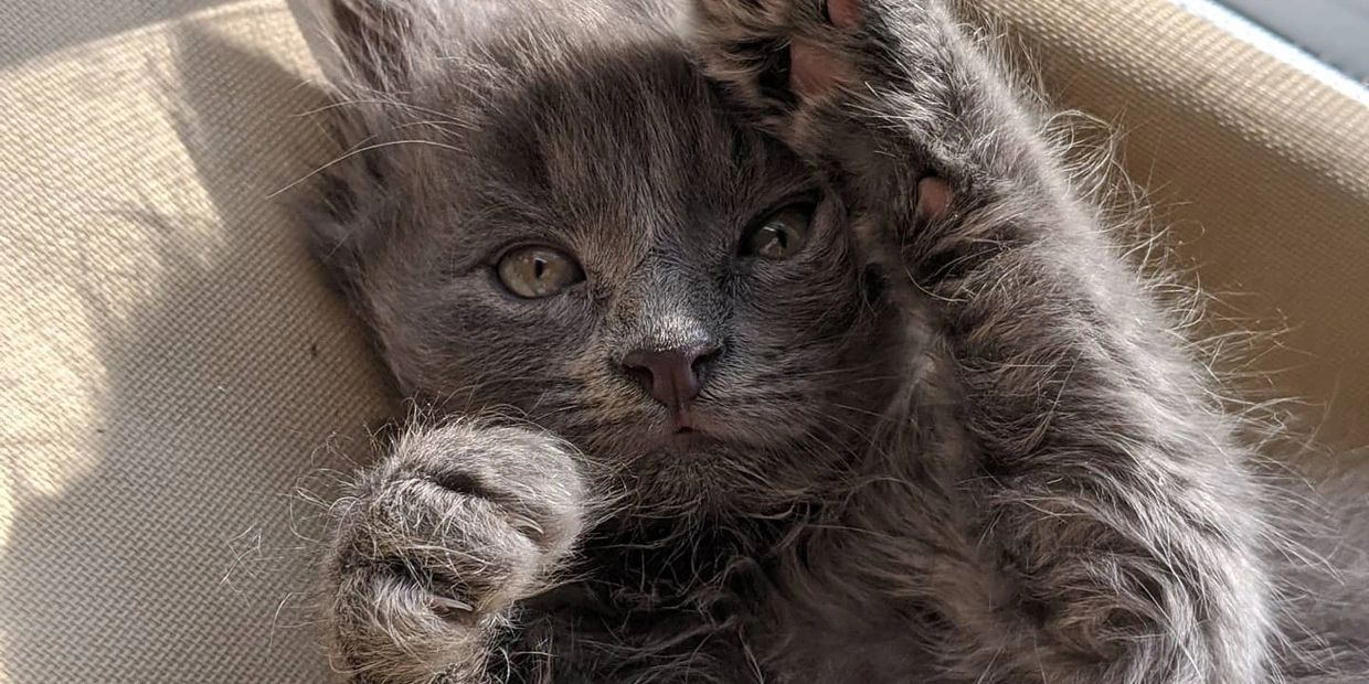 Gray kitten resting with paws up.