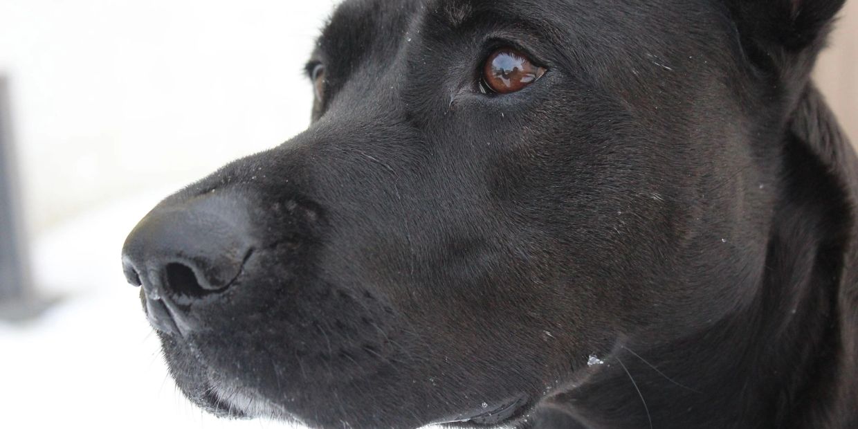 Close-up of a black dog's face.