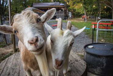 Two goats check out the camera.