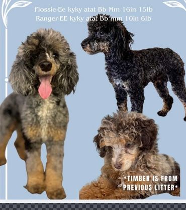 Three poodles with different coat colors and textures against a blue background.