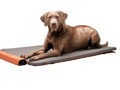 A brown dog lying on a gray pet bed with an orange edge.