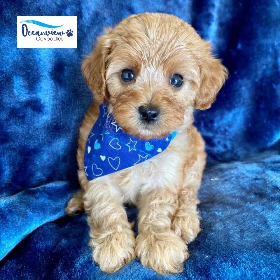 cavoodle puppies