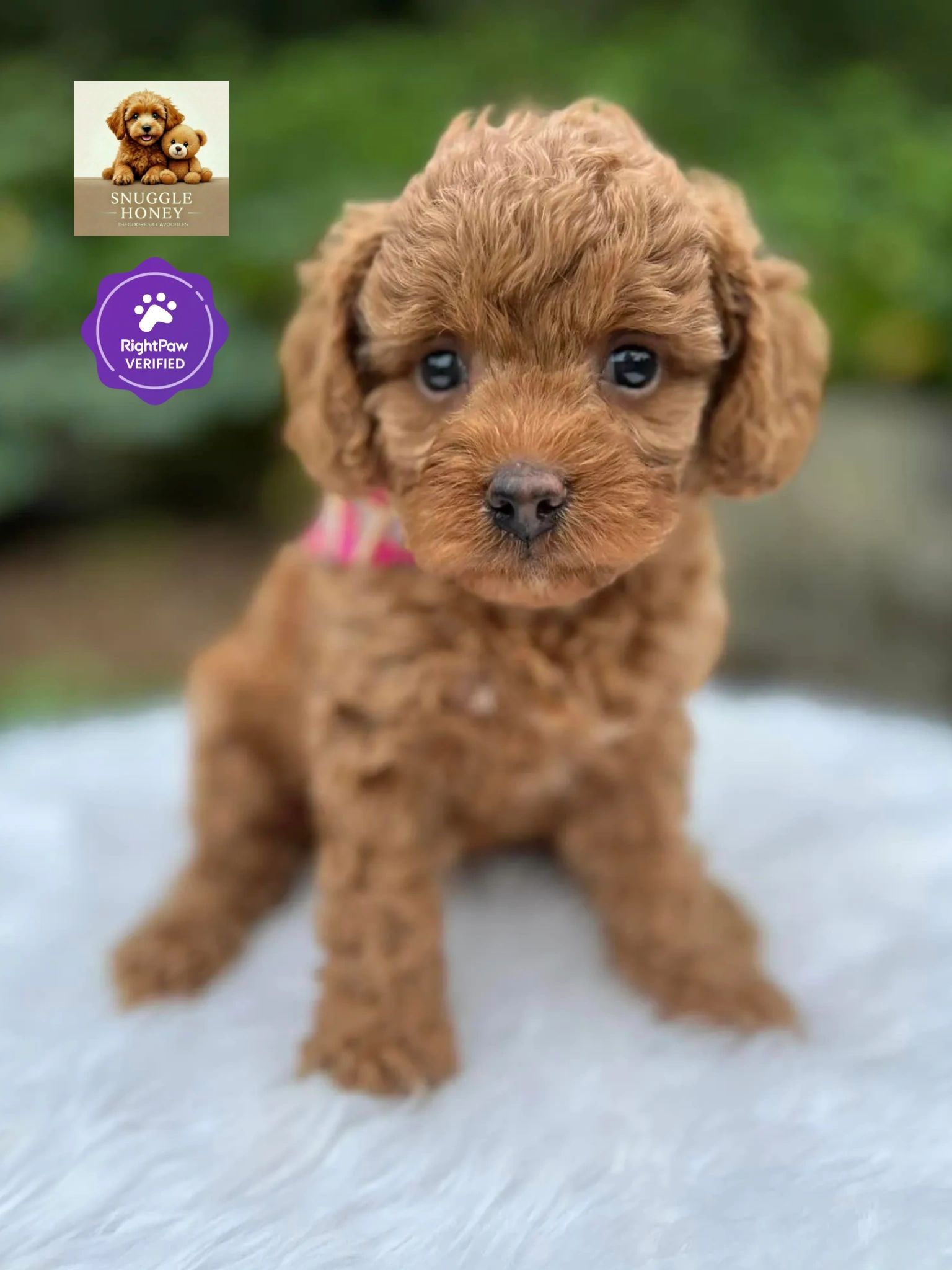 Adorable brown Cavoodle puppy sitting on a white surface.