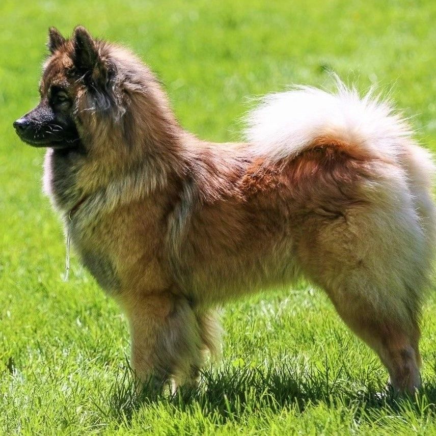 Pannello Decorativo Per Cane Eurasier 20x10 Cm In PVC, Resistente Alle Intemperie Con Pellicola Anti UV