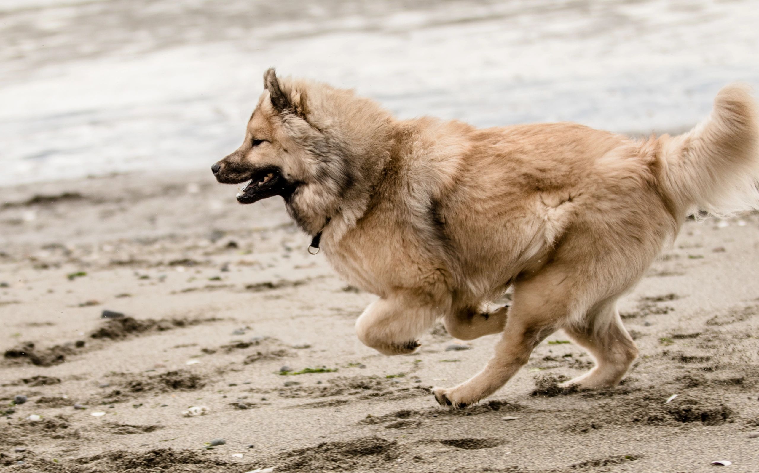is the eurasier a good breed of dog
