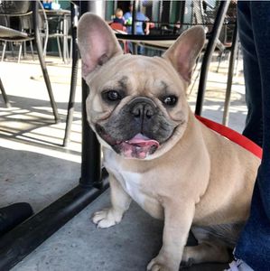 Blue fawn female french bulldog