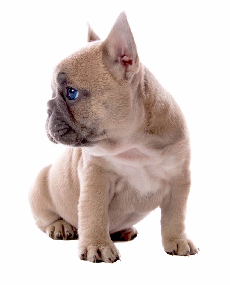 Bulldog Blue Eyes