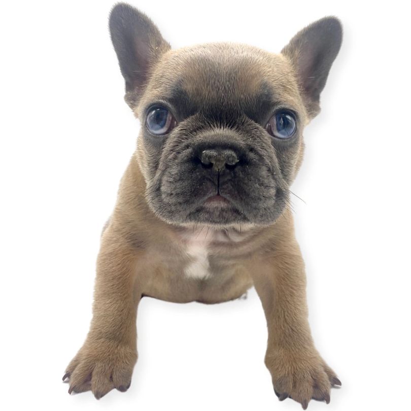 Biggie Smalls.  The name says it all.  This pup has great structure.  He is stout and compact.  The 