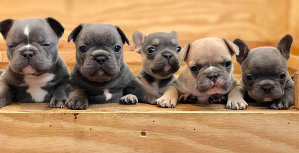 Rare colored french bull dogs.  Blue Frenchie.  Blue and tan frenchie.  Blue fawn frenchie.  