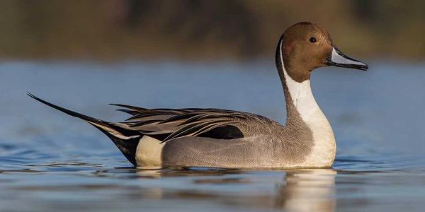 A northern pintail duck swimming in water.