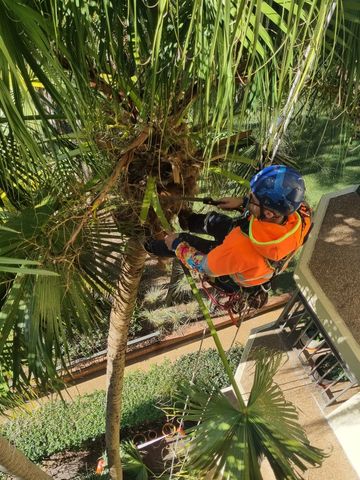 Rope Access Vertical Gardening/Sky Gardening