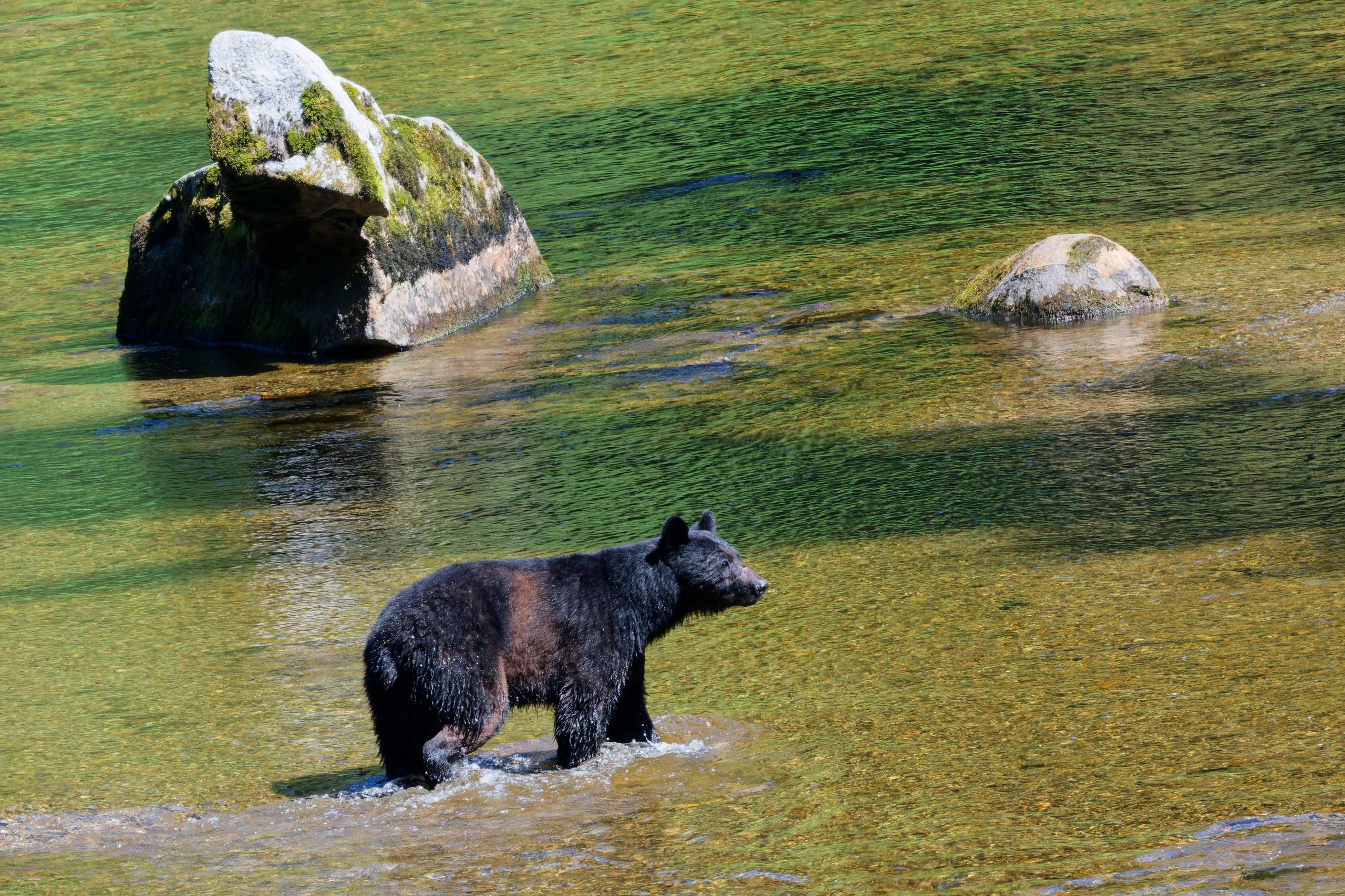 A bear standing in shallow water near mossy rocks.