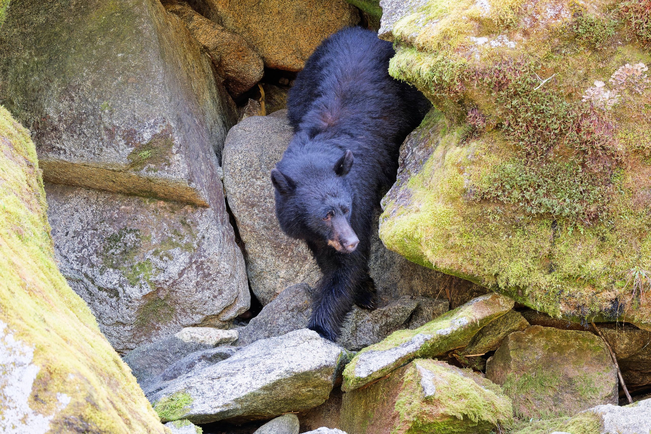Black bear peeking between mossy rocks.