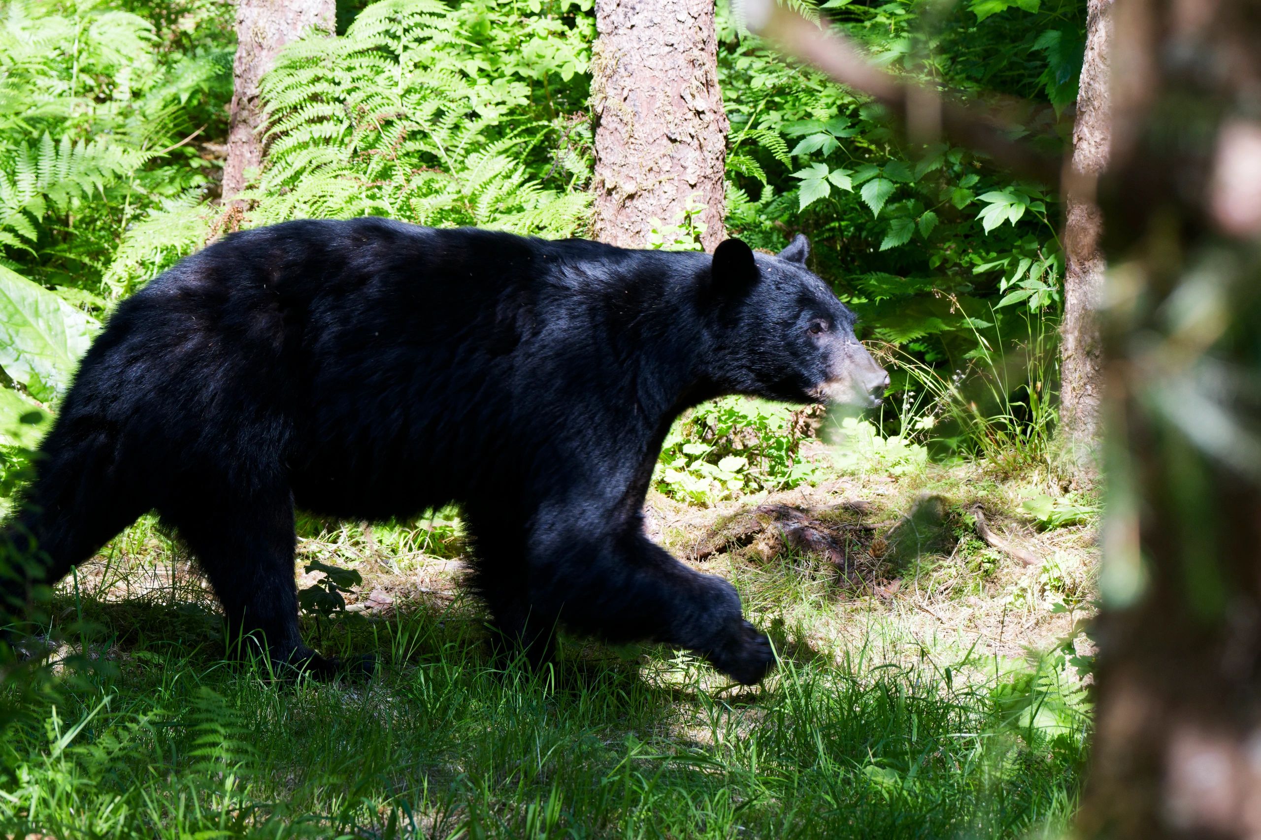 Black bear walking in a forest.