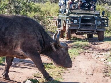A buffalo crosses a dirt path near a safari jeep with tourists.